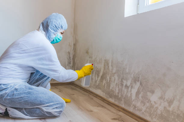 Licensed Attic Mold Removal service in Park Ridge, IL - WQB Mold Removal