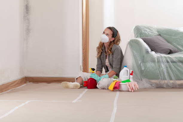 Reliable Attic Mold Removal contractor in Park Ridge, IL by WQB Mold Removal