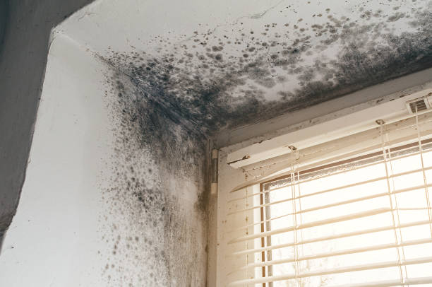 Affordable Attic Mold Removal solutions in Park Ridge, IL