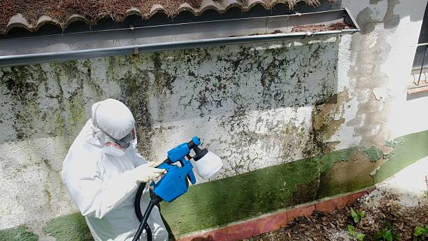 Top rated local Attic Mold Removal specialists in Park Ridge, IL